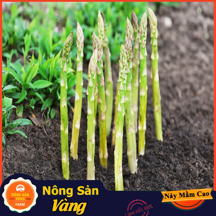 Hạt giống Rau Hoàng Đế (Măng Tây Xanh) Loại Cây Trồng Ưa Khí Hậu Mát, Ưa Ánh Sáng Mặt Trời (Gói 40 Hạt) - Nông Sản Vàng