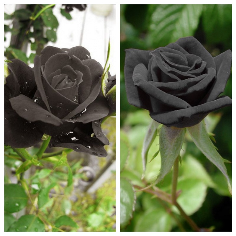 "Gói 20 "Hạt giống hoa hồng đen [Seeds]