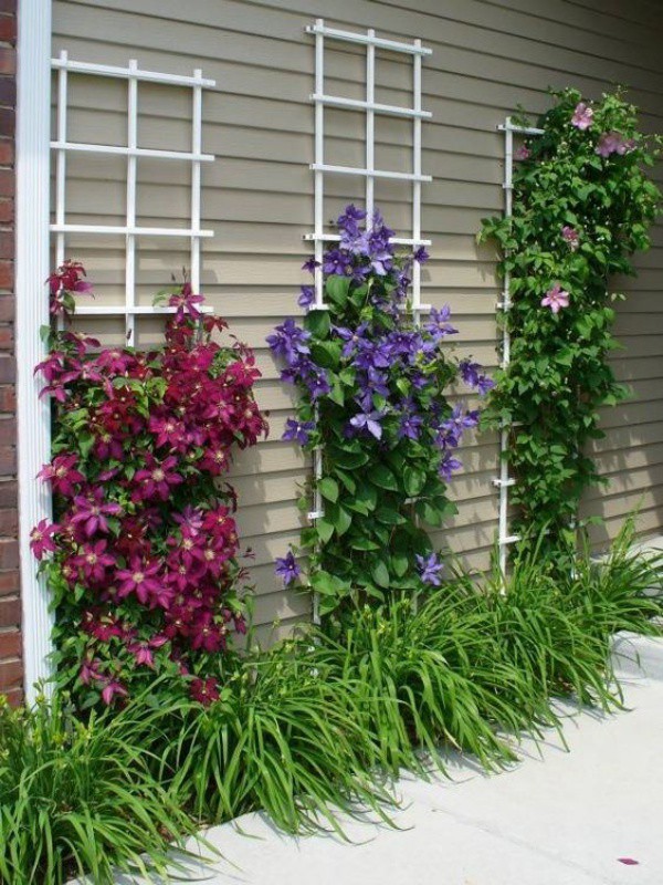 [củ giống] Củ hoa leo ông lão - Clematis uncinata