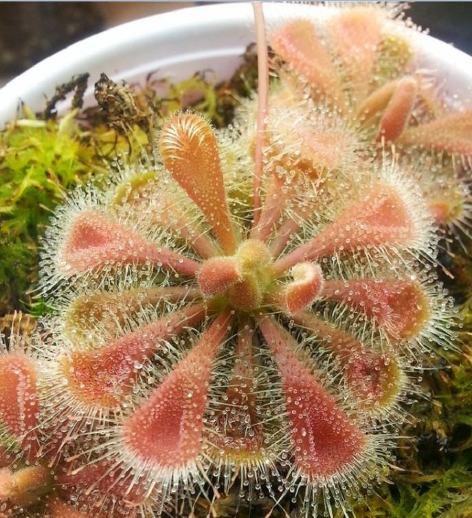 Hạt Giống Cây Ăn Thịt Bắt Mồi Gọng Vó ( gói 10 hạt - kèm 3 viên nén sơ dừa ươm hạt ) - VTNT
