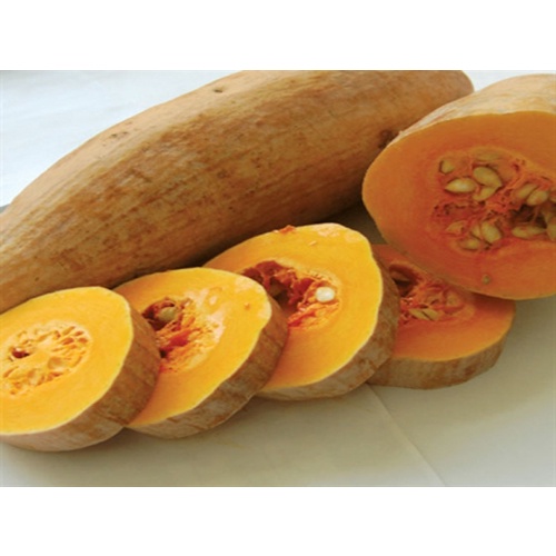 [SALE] Hạt giống Bí đỏ TN - 01 - HGVT1