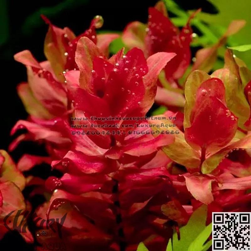 HỒNG HỒ ĐIỆP THỦY SINH (12 nhánh)
