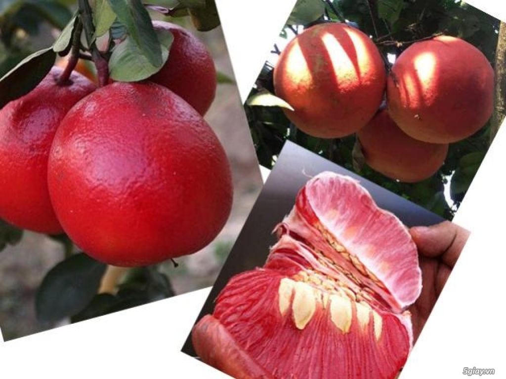 (GIỐNG CHUẨN) cây BƯỞI ĐỎ - BƯỞI TIẾN VUA (BƯỞI LUẬN VĂN TIẾN VUA)