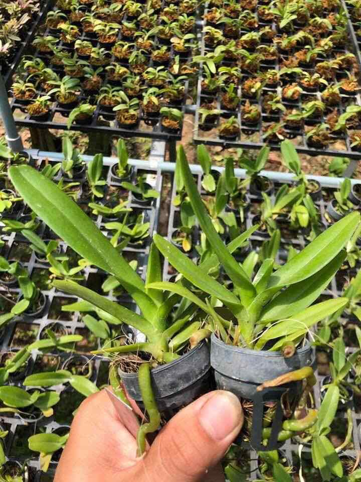 Combo 2 cốc hoa phong lan hoàng nhạn tháng 8
