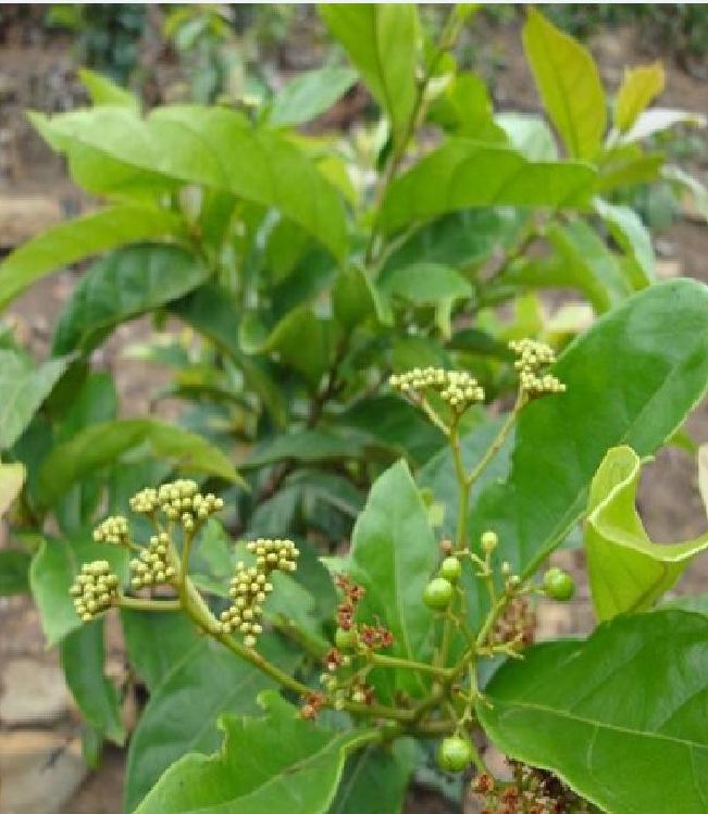 Hạt Giống Cây Xạ Đen