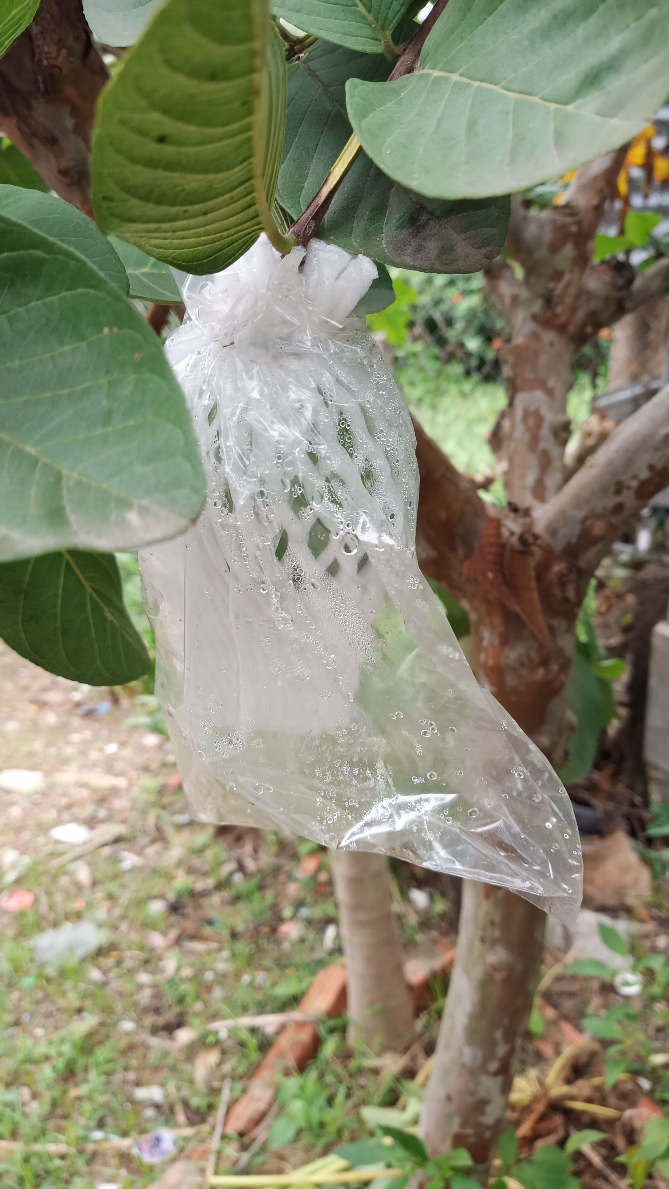 xốp bọc ổi lồng sẳn (100 cái)
