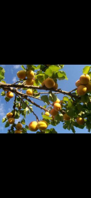 Cây giống Mơ vàng 6 Tháng Cây Cho Trái