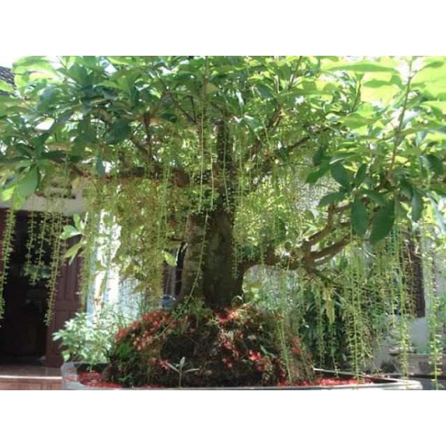 Cây lộc vừng... siêu hoa
