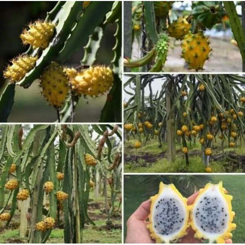 Thanh long ruột vàng vỏ vàng