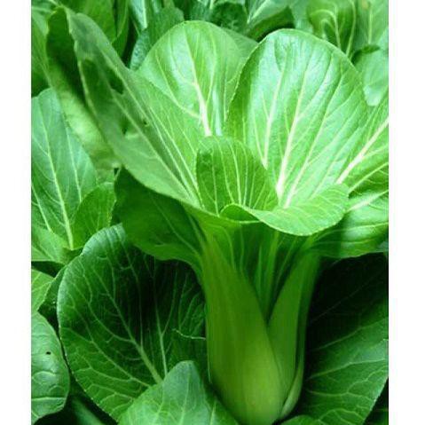 ⚡️HẠT GIỐNG RAU CẢI THÌA F1⚡️ RAU CẢI CHÍP CAO SẢN (Hàng Loại 1)