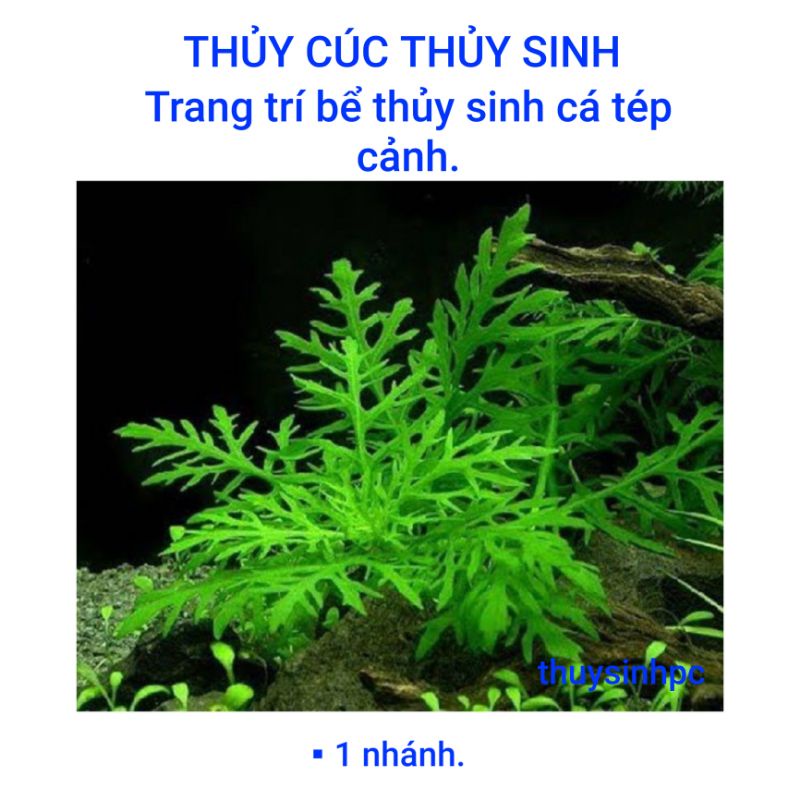 1 nhánh thủy cúc trang trí hồ thủy sinh