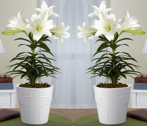 Bộ 3 củ giống hoa ly hoa màu trắng