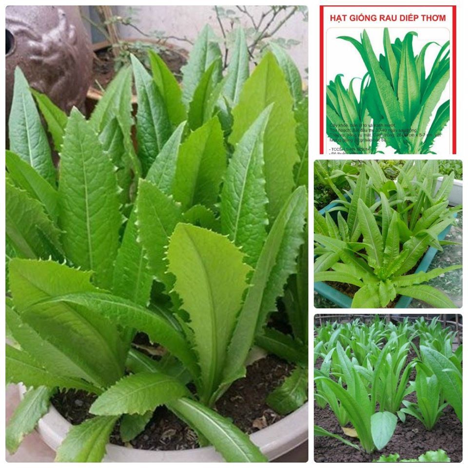 Hạt Giống Rau Diếp Thơm Gói 5gr - Rau Sạch Dễ Trồng