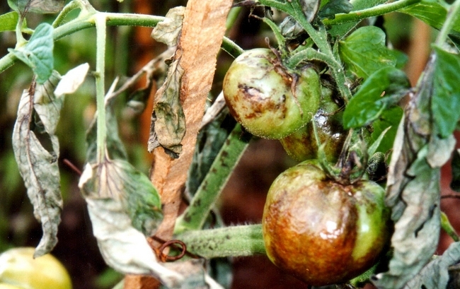 Chế phẩm trừ bệnh Phytocide 50WP gói 15g