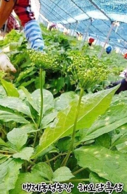 Trà Hoa Sâm Hàn Quốc Gói 500g - Thơm ngon