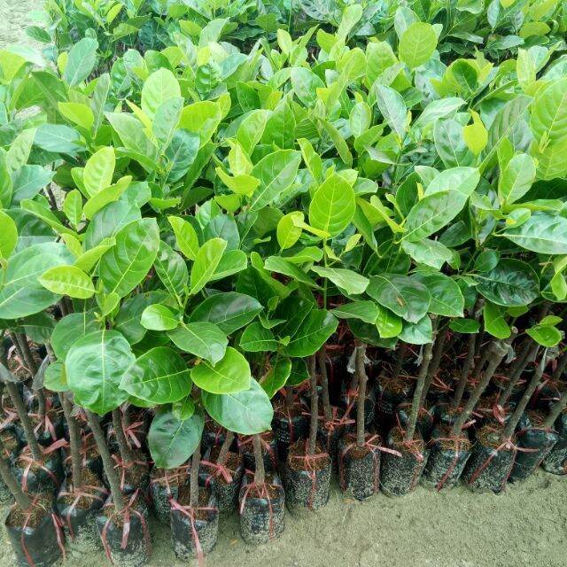 Cây mít thái ra quả siêu sớm sau 12 tháng (cây giống đối chứng )