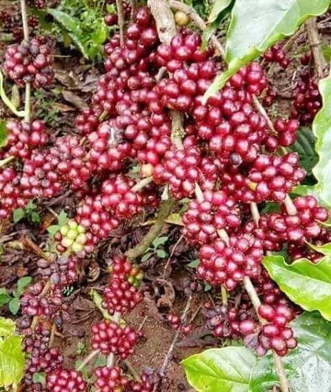 nhân cà phê sống Robusta 5kg