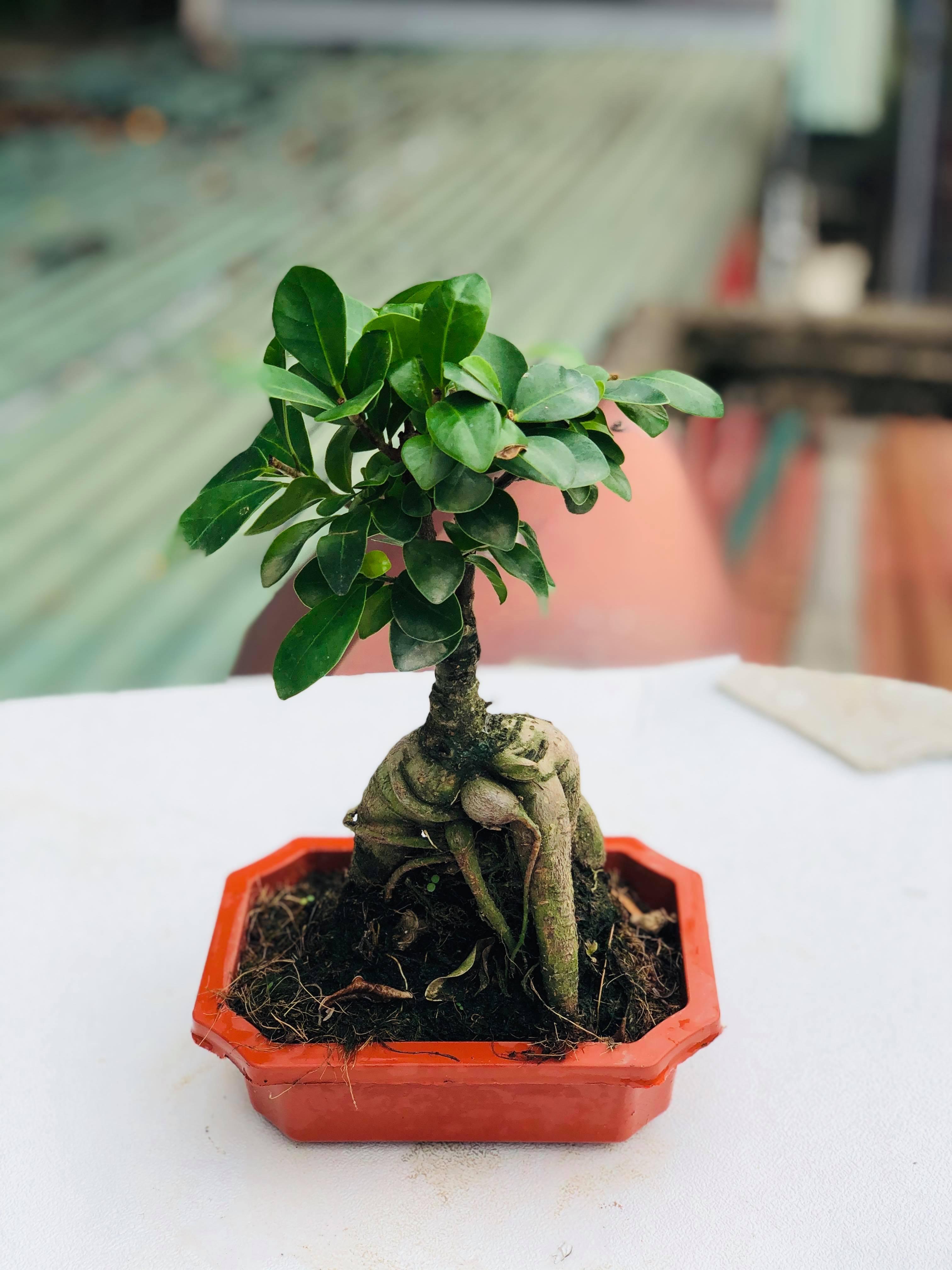Cây bonsai si nhật 2