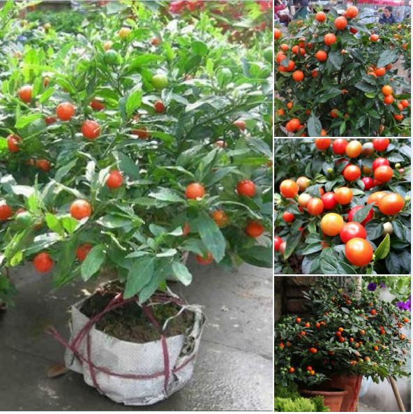 Hạt giống Ớt kiểng quả tròn - gói 30 hạt