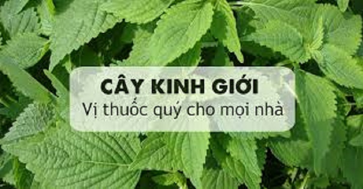 Chậu cây rau kinh giới - cây gia vị