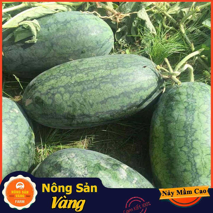 Hạt giống Dưa Hấu Vỏ Xanh Đen, Sọc Mờ, Siêu Ngọt, Ít Hạt (Gói 20 Hạt) - Nông Sản Vàng