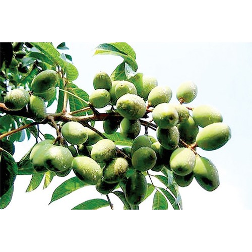 CÂY GIỐNG CÂY TRÁM XANH