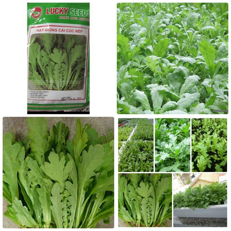 "Gói 20Gram "Hạt giống rau tần ô - rau cúc [Seeds]