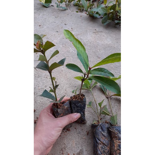 Cây Hoa hải đường 2 Cây