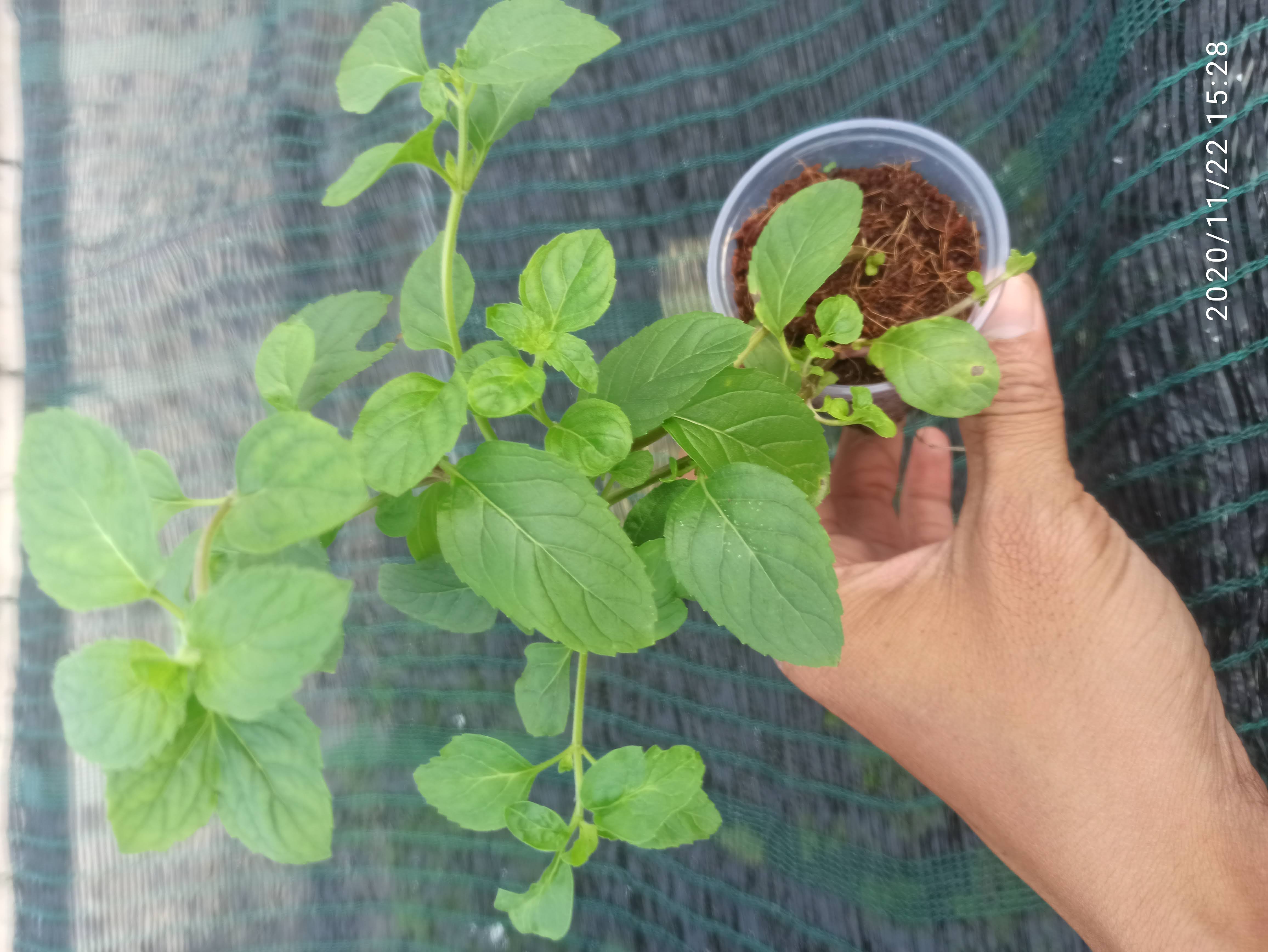 [HCM]cây giống bạc hà creamy and berry mint