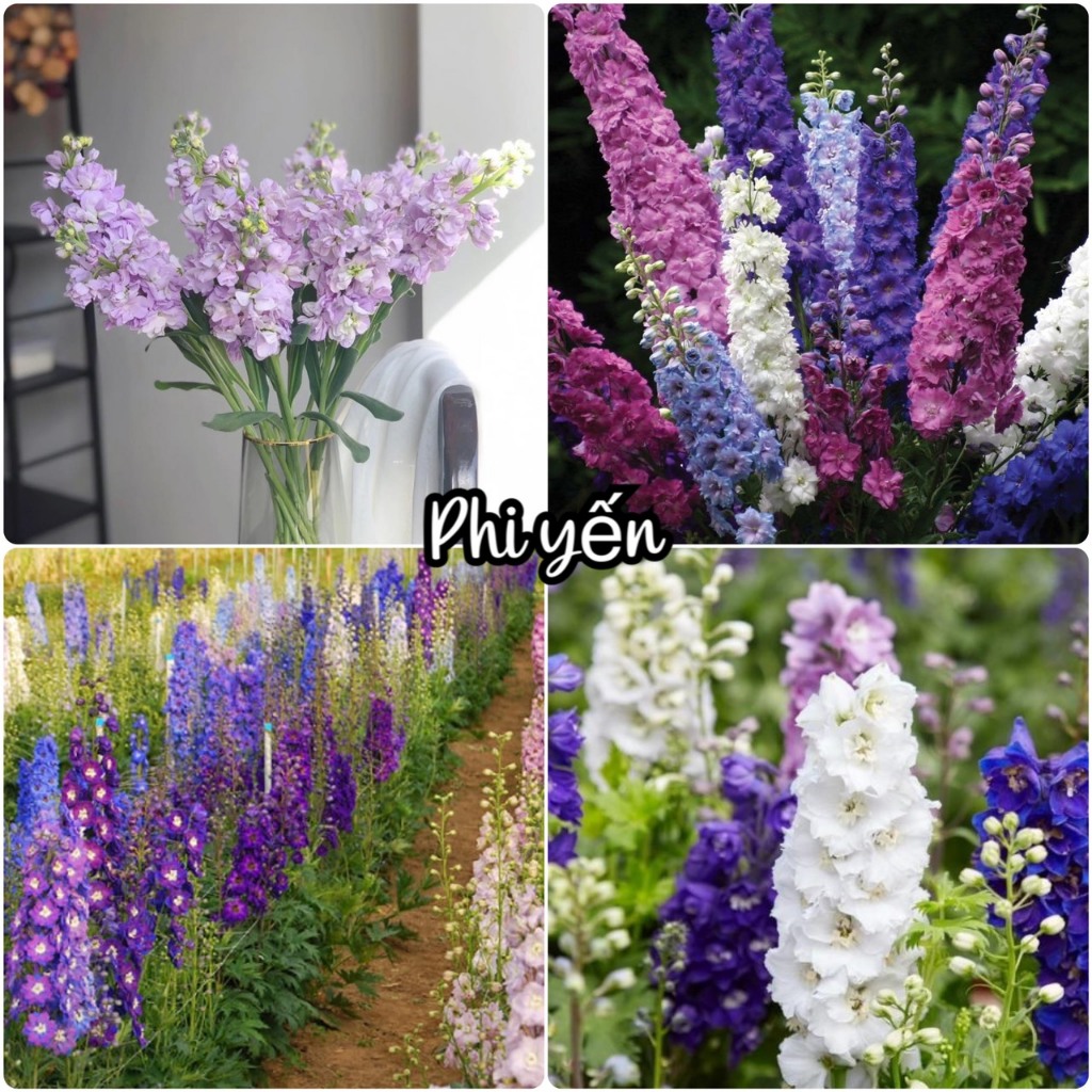 Hạt giống hoa phi yến nhiều màu/gói 50 hạt