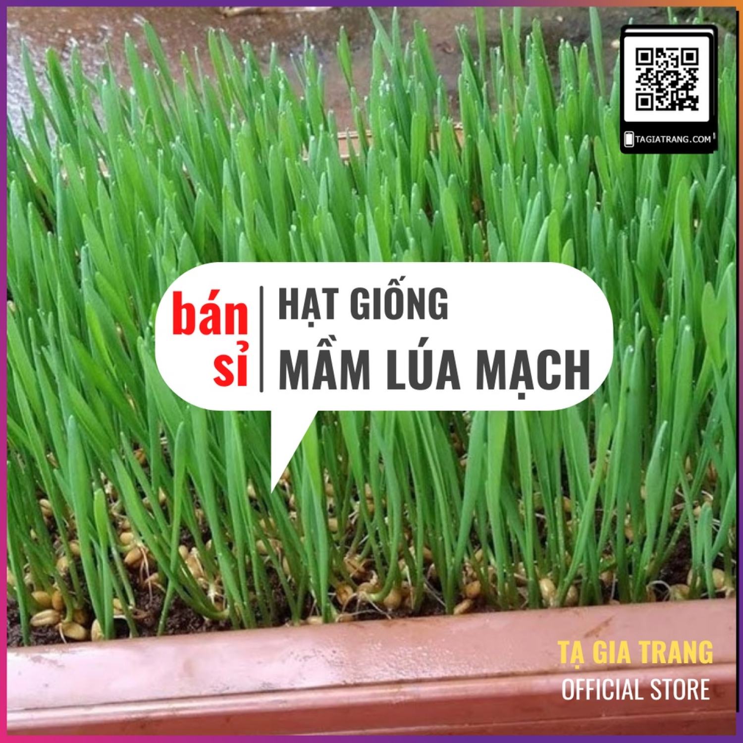 Ma400 gói 100 hạt giống mầm lúa mạch