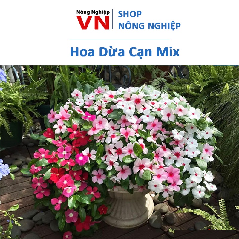 Hạt giống hoa dừa cạn lùn mix 50 hạt