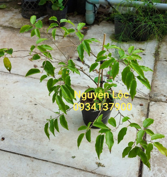 Cây giống trái hồng quân/ mận quân/ bồ quân- Đặc sản miền tây- Trái cây tuổi thơ- Hoa kiểng Nguyễn Lộc