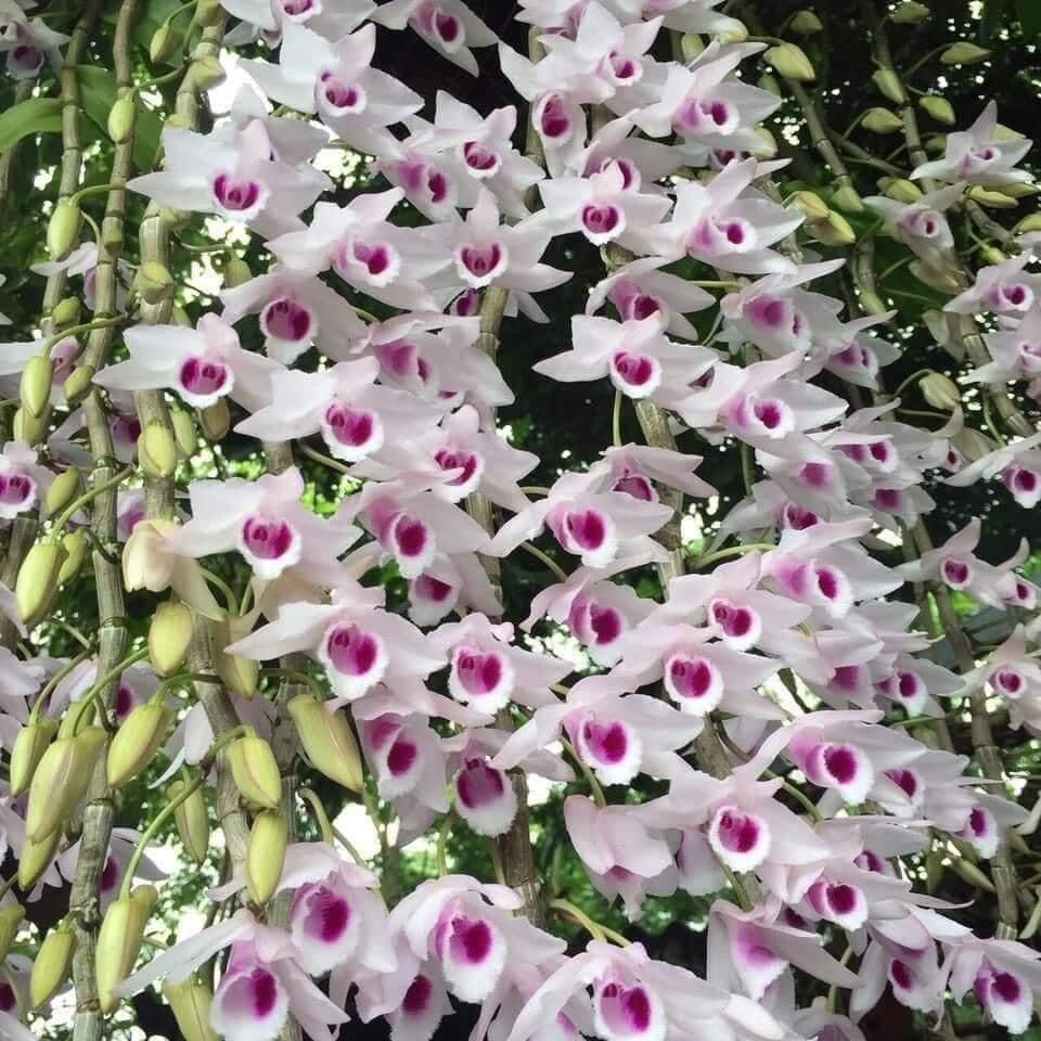 Hoa Lan phi điệp (1 bó 10 thân đủ màu)
