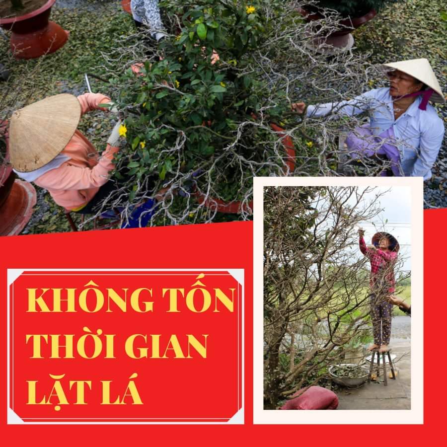 Rụng Lá Mai FOFER-X3 gói 200gr - Chế phẩm hổ trợ rụng lá mai - Không cần lặt tay