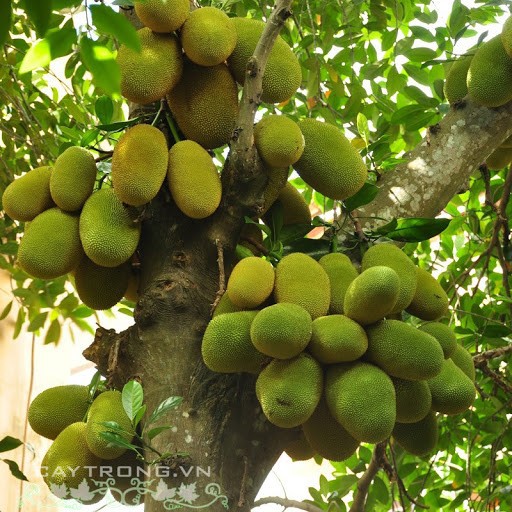 CÂY GIỐNG MÍT tố nữ (có bảo hành )