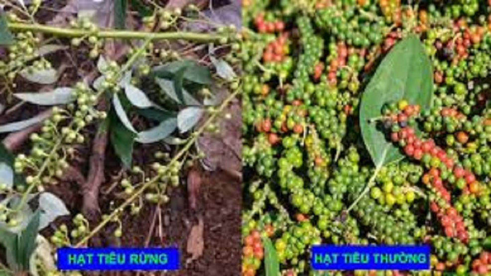 HẠT TIÊU RỪNG 2021