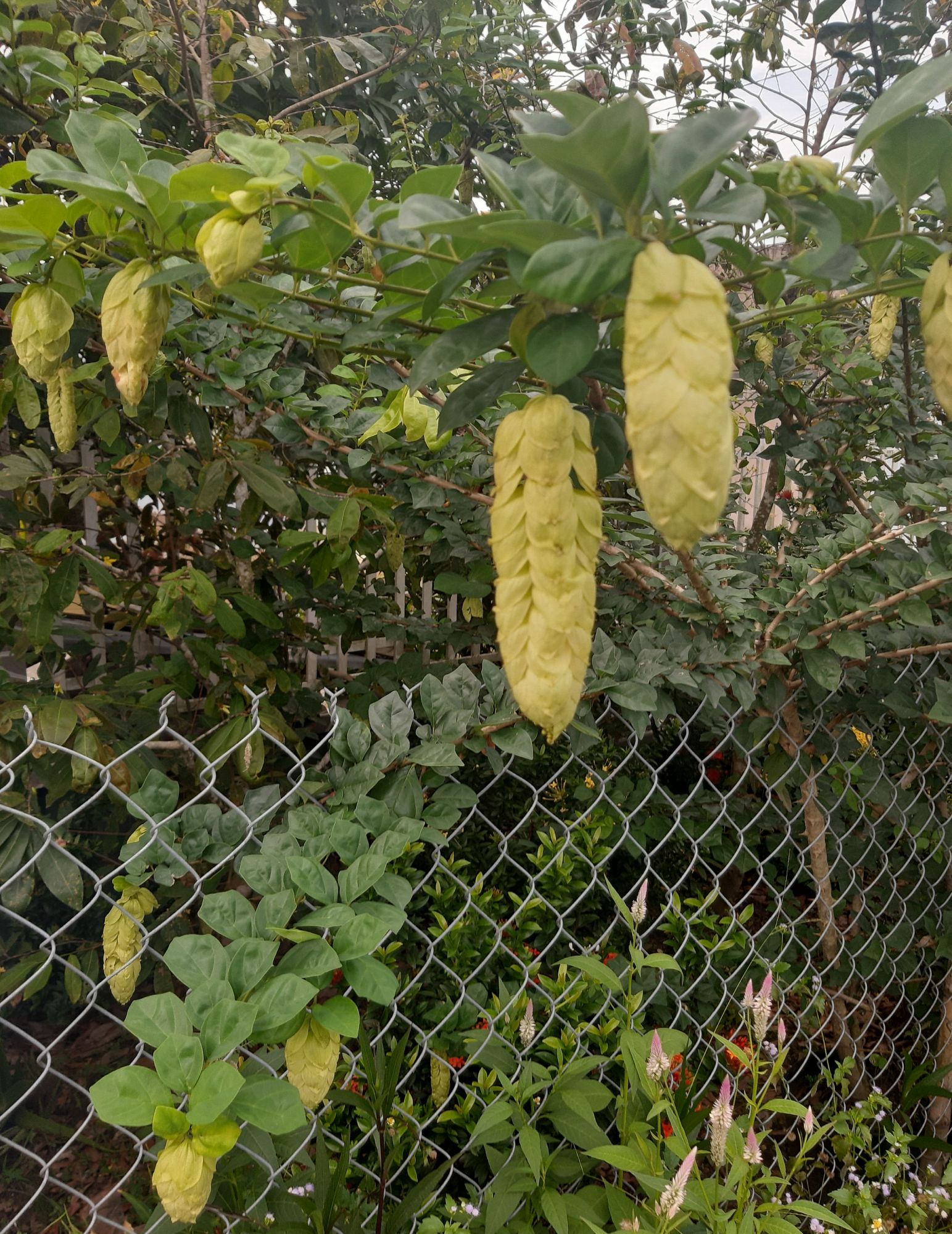 cây huyền trân công chúa 1 cây