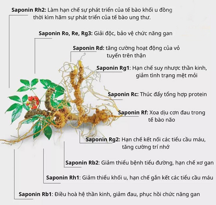 Viên Sủi Sâm Ngọc Linh (Tuýp/10 viên)