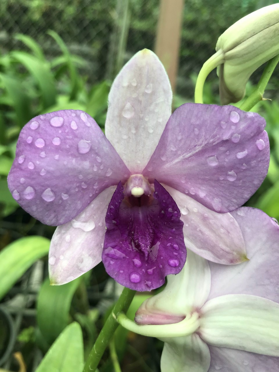 Den lai Hồ Điệp hoa màu tím