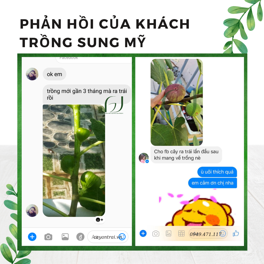 Cây Sung Mỹ