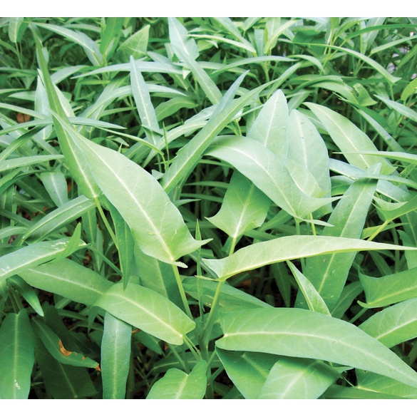 Hạt giống rau muống - nảy mầm 100% - hgvt1