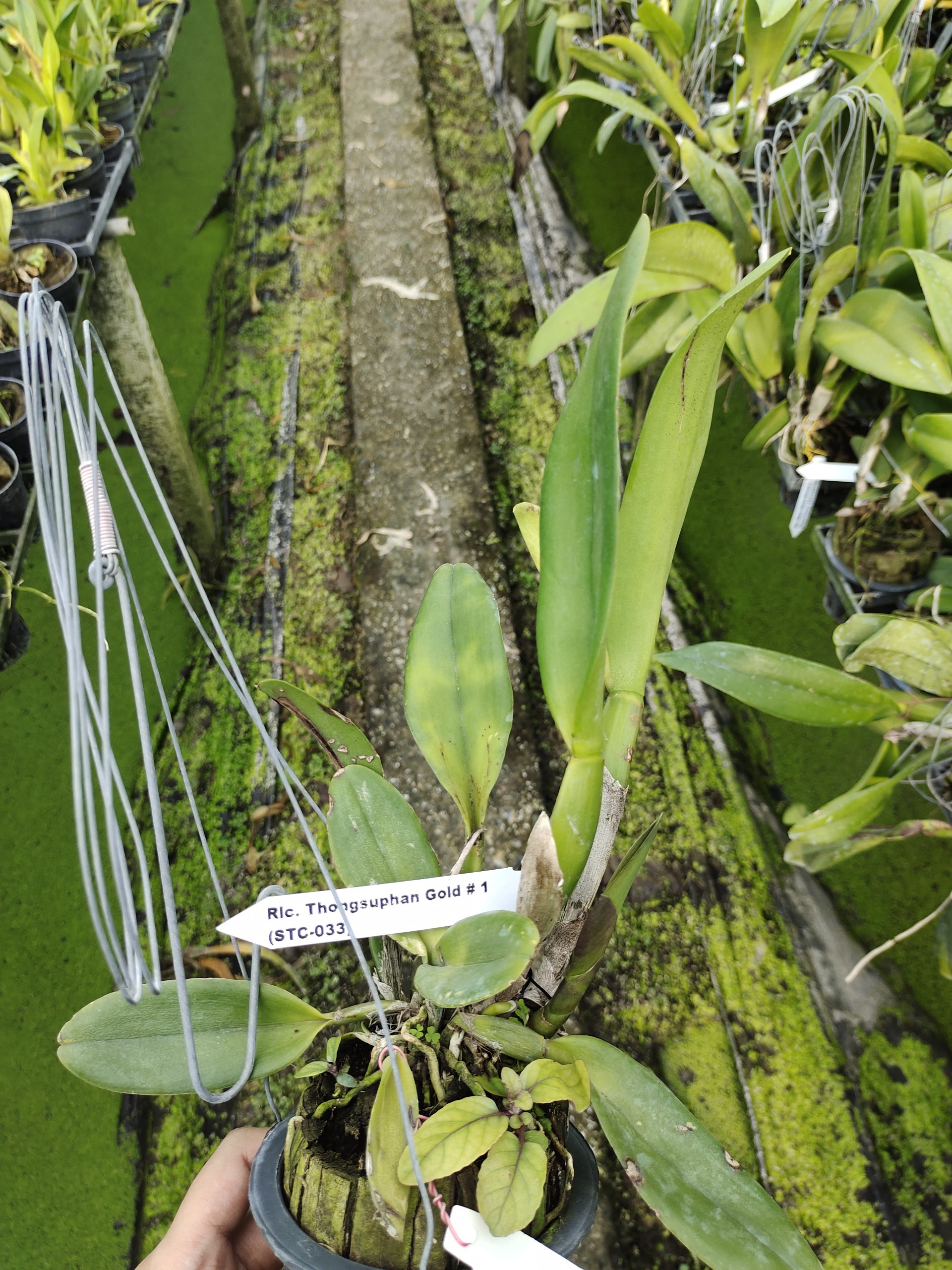 Lan Cattleya Thongsuphan Gold tem chuẩn vàng, cây đẹp