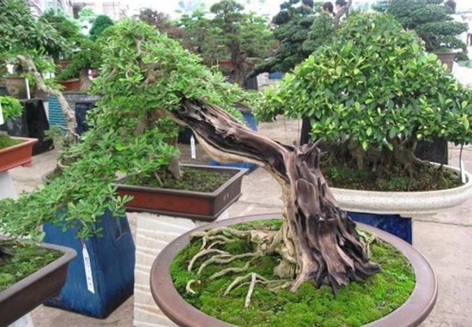 CHẬU CÂY LINH SAM SIÊU BÔNG