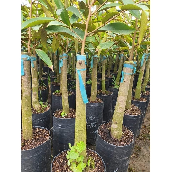 Cây giống sầu riêng musang king - giống ghép gốc to 2 năm