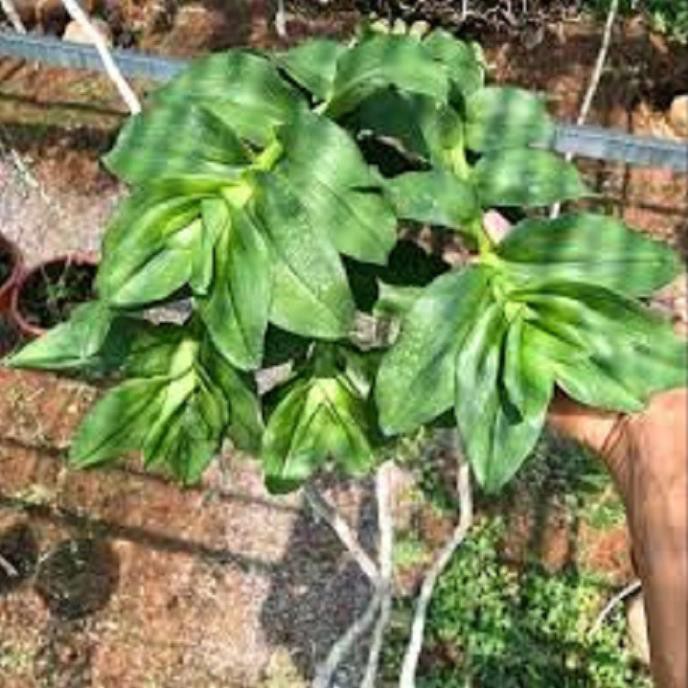 [FREESHIP - Xả Khô Máu] Hoa lan phi điệp- mít xuân sơn(cây cao 25cm)+ 700g phân thỏ hữu cơ