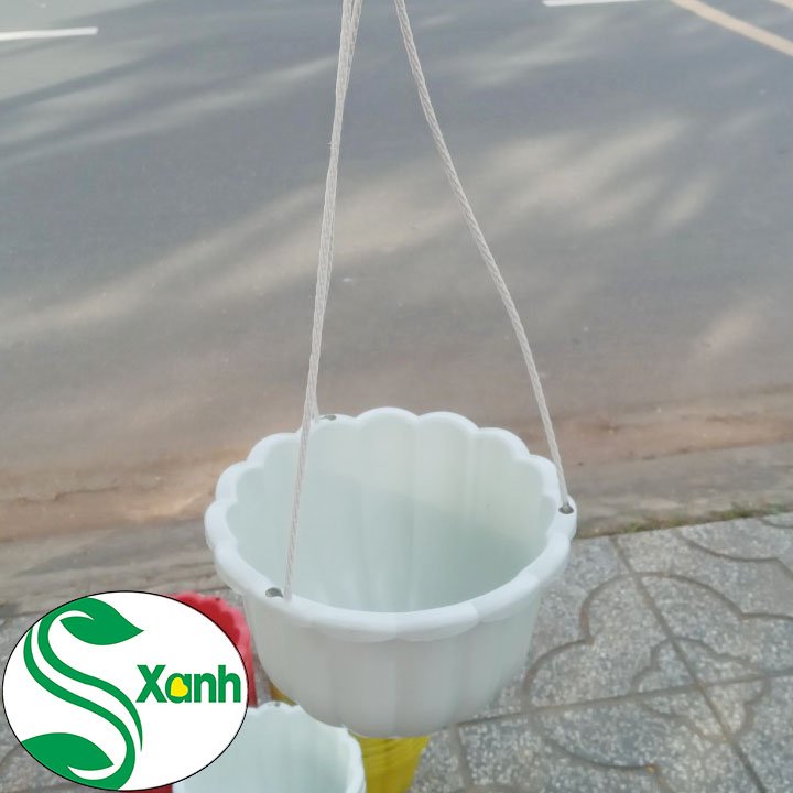 5 Chậu Treo Bí Lớn