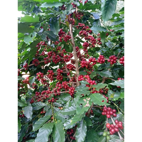 cây giống cà phê