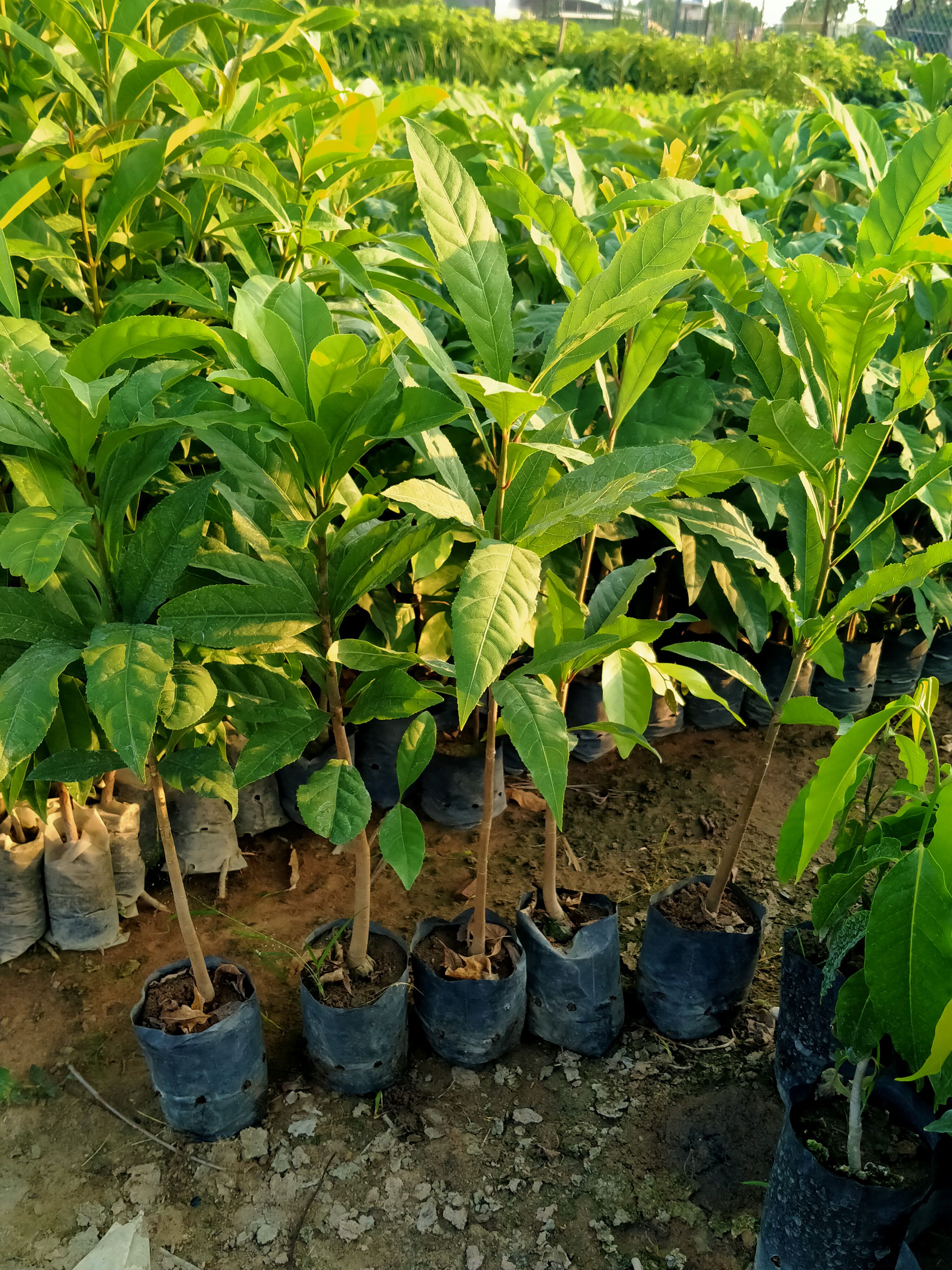 Combo 5 cây lộc vừng cao 50cm