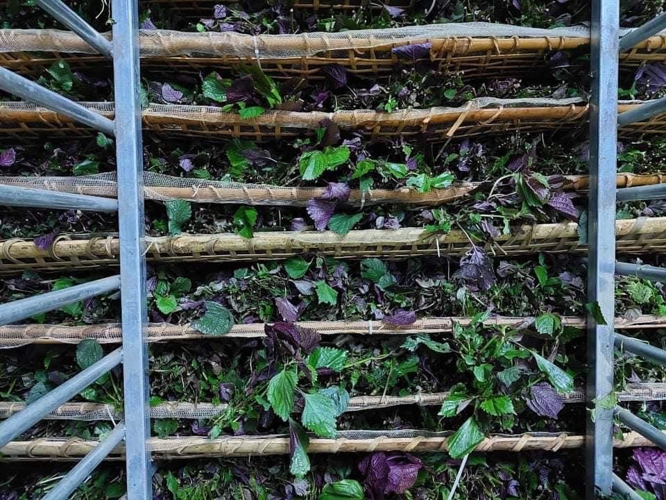 bột tía tô nguyên chất